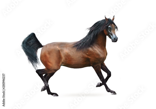 bay arabian horse running isolated on white background