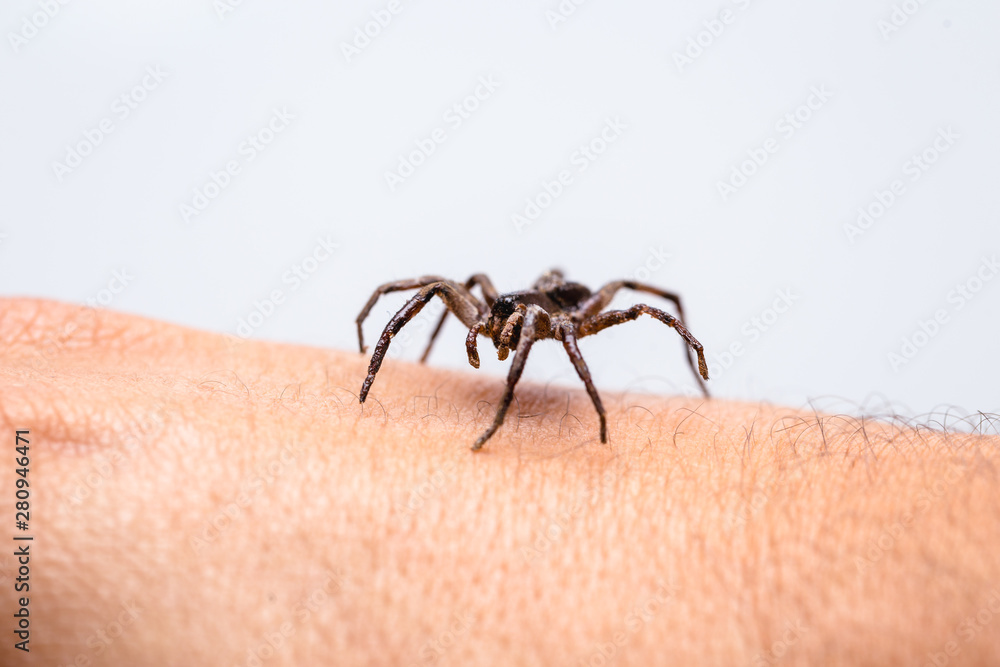 poisonous spider over person arm, poisonous spider biting person, concept of arachnophobia, fear of spider. Spider Bite. poisonous spider over person arm, poisonous spider biting person, concept of arachnophobia, fear of spider. Spider Bite.