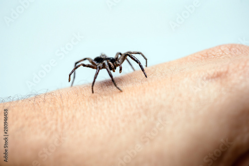 poisonous spider over person arm, poisonous spider biting person, concept of arachnophobia, fear of spider. Spider Bite. photo