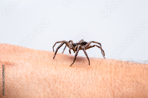 poisonous spider over person arm, poisonous spider biting person, concept of arachnophobia, fear of spider. Spider Bite. © RHJ