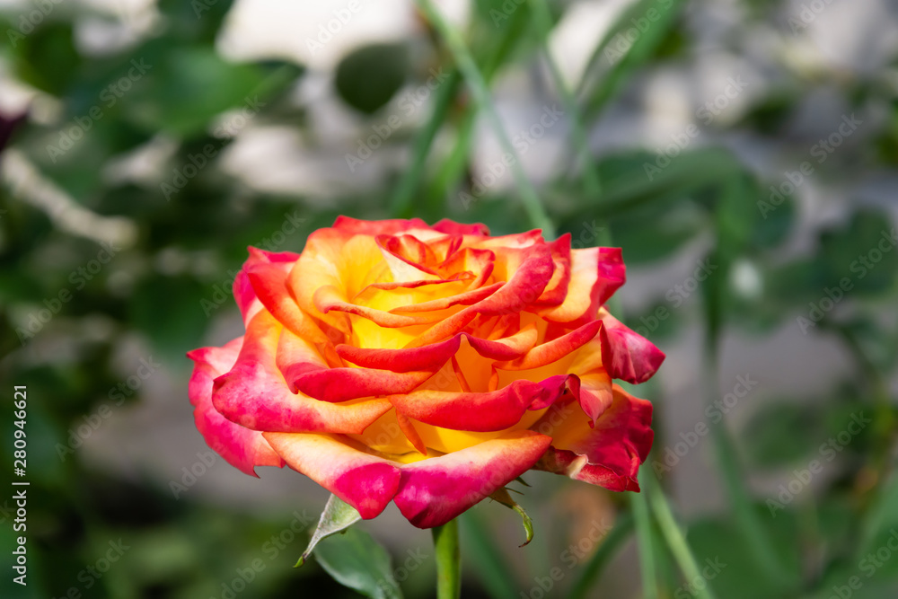 red yellow  rose in garden