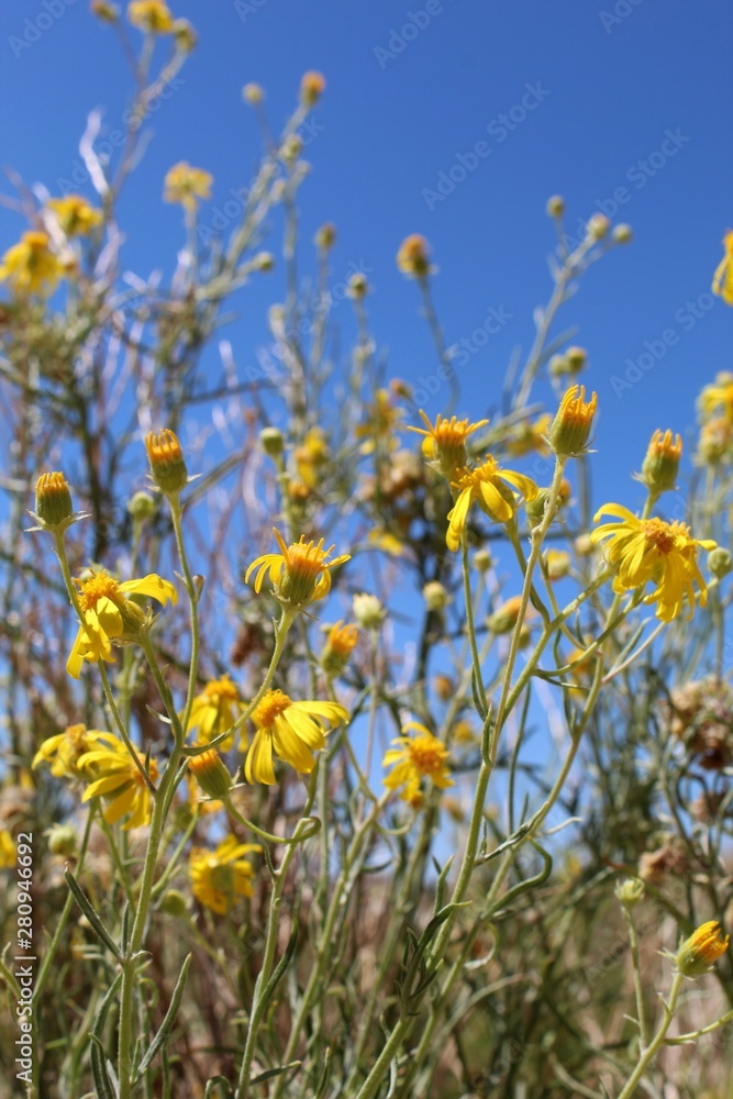 Fototapeta premium Commonly described as Threadleaf Ragwort, and botanically as Senecio Flaccidus, this plant is a constituent of native Southern Mojave Desert plant communities, here, in the fringes of Pioneertown.