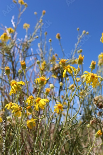 Commonly described as Threadleaf Ragwort, and botanically as Senecio Flaccidus, this plant is a constituent of native Southern Mojave Desert plant communities, here, in the fringes of Pioneertown. photo