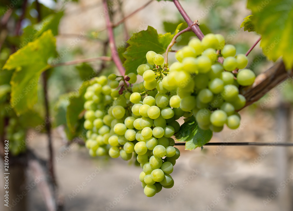 bunch of grapes on the vine