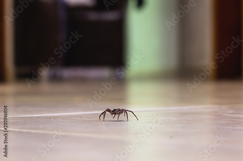 common house spider on a smooth tile floor seen from ground level in a floor in a residential home © RHJ