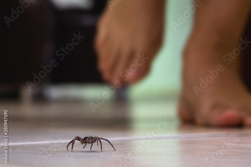 common house spider on a smooth tile floor seen from ground level in a floor in a residential home
