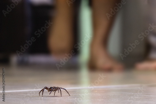 common house spider on a smooth tile floor seen from ground level in a floor in a residential home photo