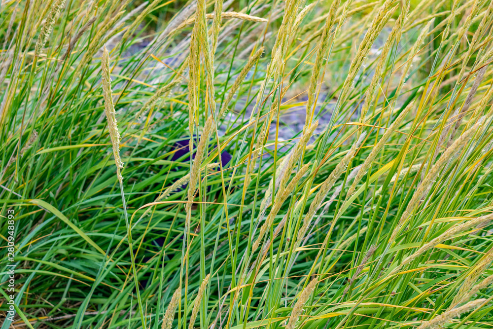Campbell Creek Estuary in Anchorage, Alaska Campbell Creek Estuary in Anchorage, Alaska