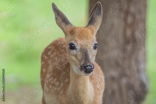 Young deer, Cervidae, standing on a sunny summer afternoon