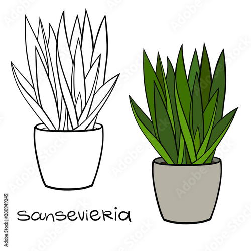 House plant in a planter. Vector outline illustration drawings of coloured indoor plant in a flowerpot isolated on a white background with a handwriting caption. Sansevieria, Snake Plant