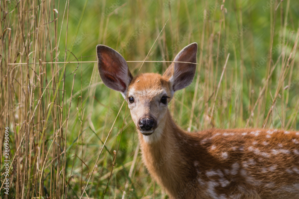 Young deer, Cervidae, standing in grass on a sunny summer afternoon Young deer, Cervidae, standing in grass on a sunny summer afternoon