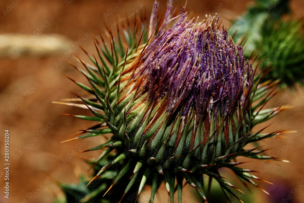 Close up of purple desert cactus Close up of purple desert cactus