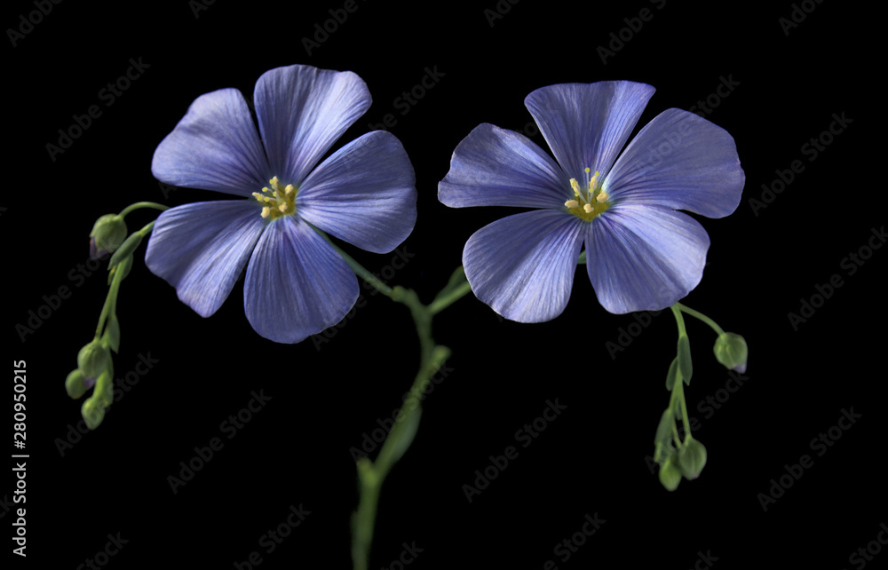 Flax flower on black background Flax flower on black background