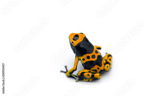 The yellow-banded poison dart frog isolated on white background
