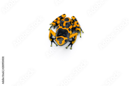 The yellow-banded poison dart frog isolated on white background