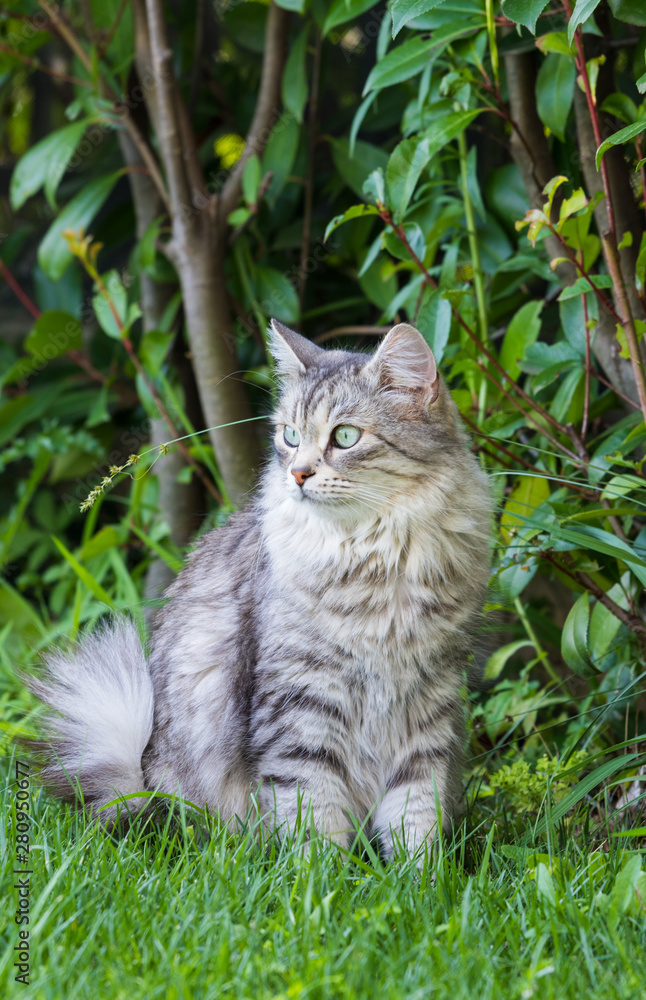 Beautiful long haired cat of siberian breed, hypoallergenic animal of livestock in a garden Beautiful long haired cat of siberian breed, hypoallergenic animal of livestock in a garden