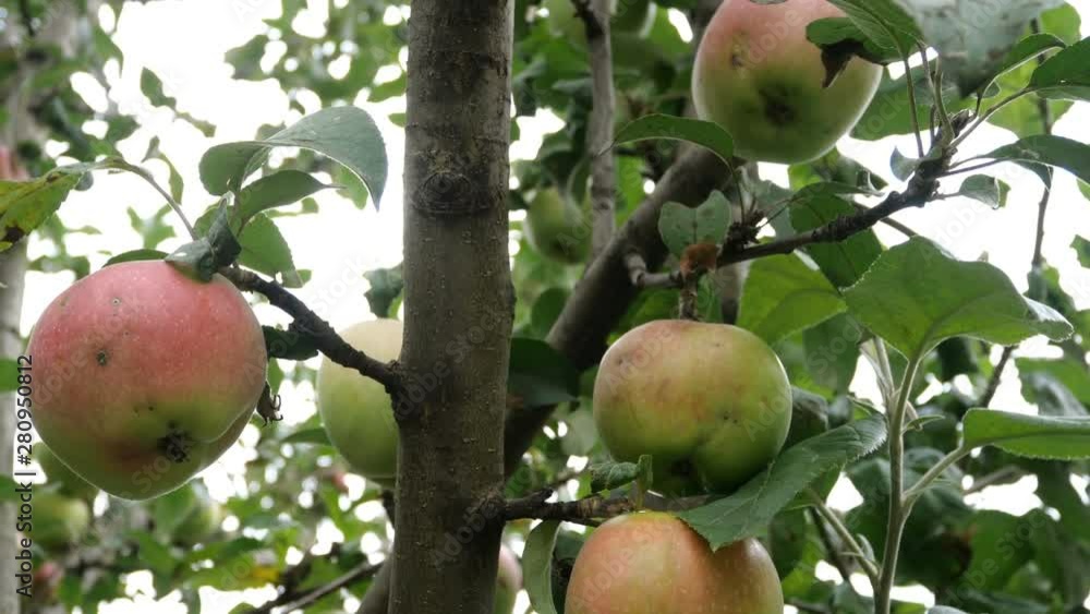 Large green apples hanging on branches in apple orchard. Ripe fruits hanging on branch. Large green apples hanging on branches in apple orchard. Ripe fruits hanging on branch.