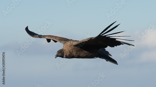 Close up of a condor © nickalbi