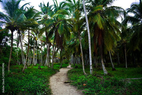Paisaje  camino agreste con palmeras en selva tropical