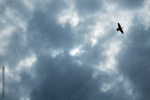 Background with flying birds in various colors