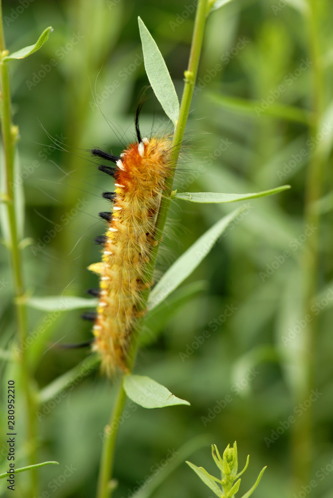 AZ Caterpillar