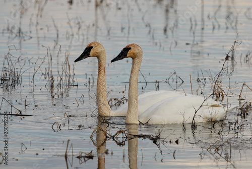 Foto Cygnus buccinator