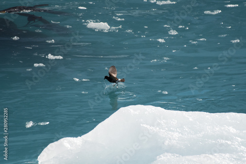 A Wilson's storm petrel dancing over the surface of the Southern Ocean near South Georgia Island photo