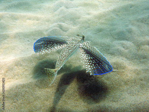 flying gurnard or helmet gurnard dactylopterus volitans caught in the shallow water deploy its large round wings spotted with intense blue photo