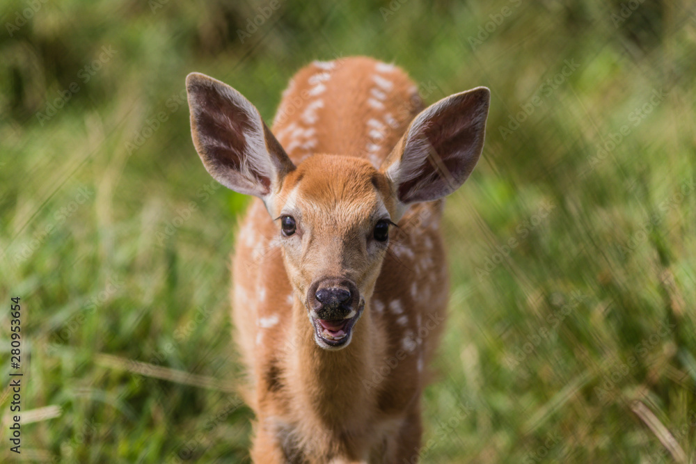 Young deer, Cervidae, standing in grass on a sunny summer afternoon Young deer, Cervidae, standing in grass on a sunny summer afternoon
