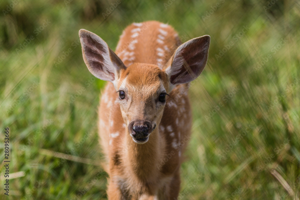Young deer, Cervidae, standing in grass on a sunny summer afternoon Young deer, Cervidae, standing in grass on a sunny summer afternoon