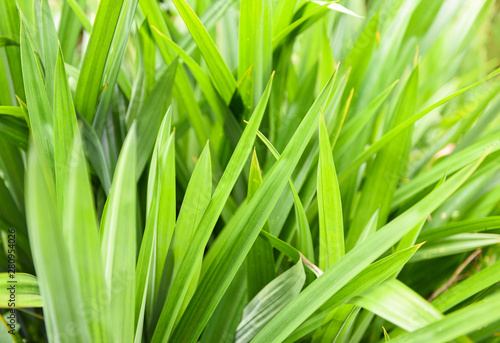 pandan leaf plant growing on the pandan tree for natural herbs