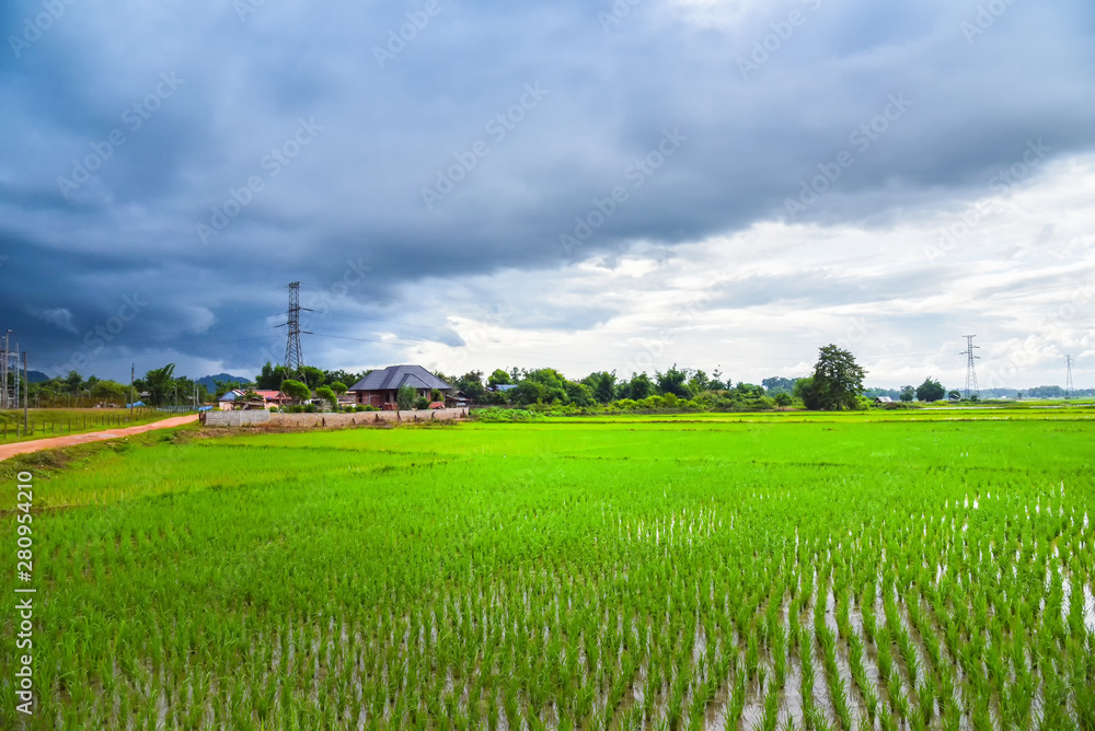 Landscape green rice field with electric pole high voltage and mountian in Asian countryside