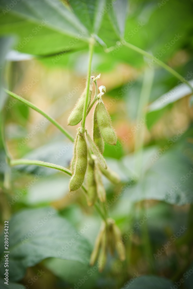 Green soybean on the tree - Young soybean seeds on the plant growing in the agriculture Green soybean on the tree - Young soybean seeds on the plant growing in the agriculture