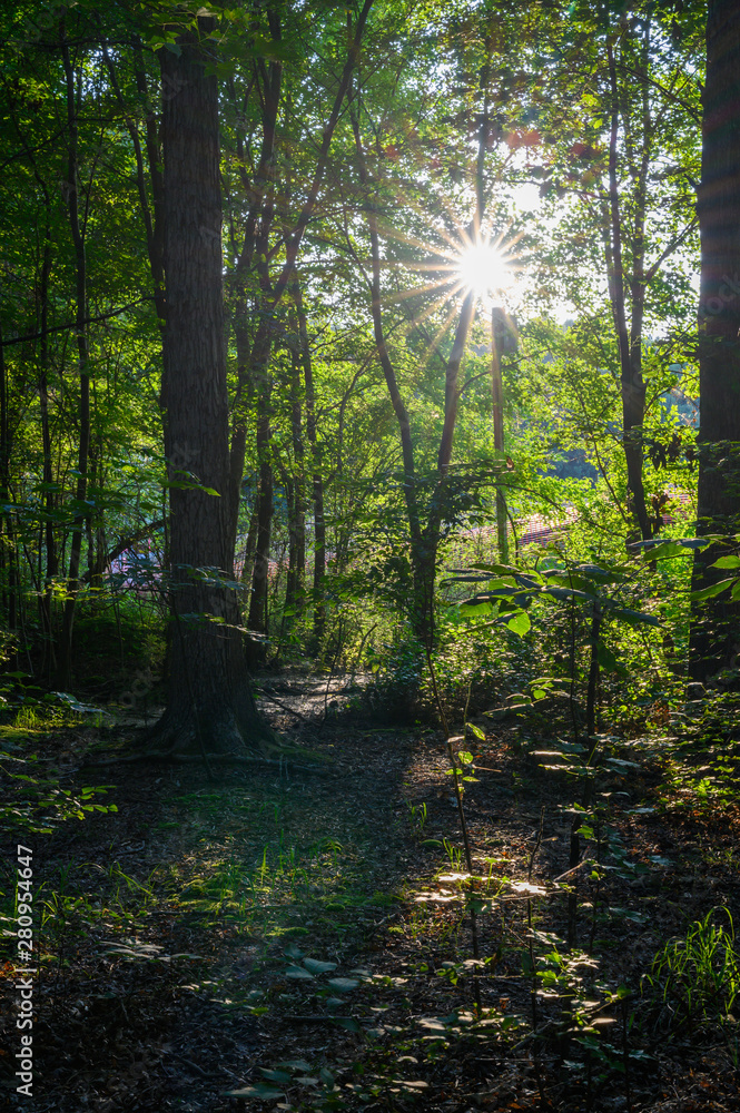 Fototapeta premium Sun Star in the woods