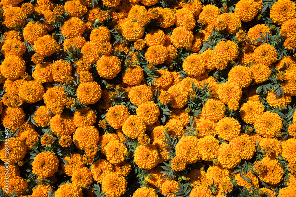 Flores de caléndula amarilla. Flor de cempasúchil utilizado para mexicanos  altares de día de muertos foto de Stock | Adobe Stock
