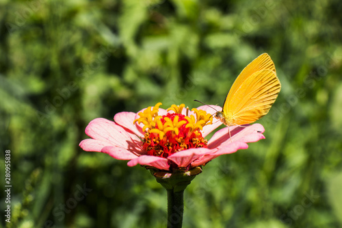 Foto mariposa en flor san miguelito