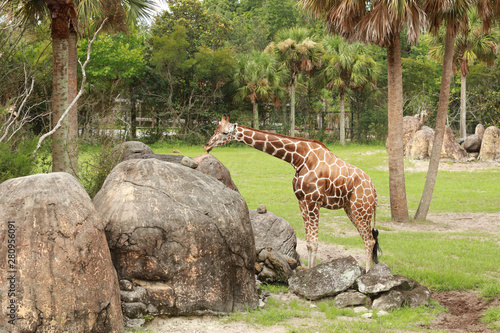 Single giraffee resting near rocks photo