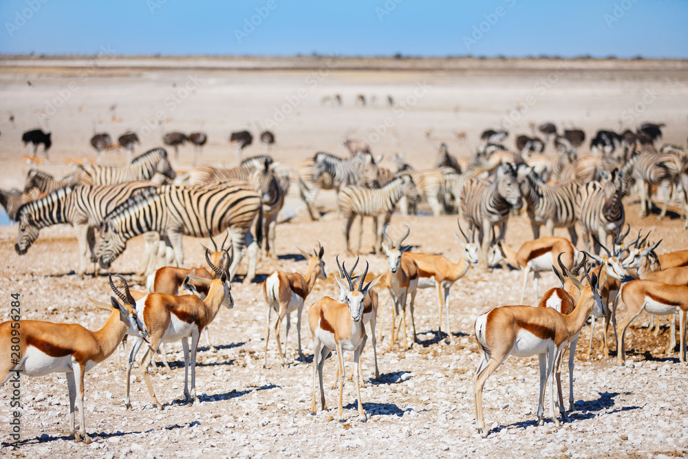 Many animals at waterhole in Etosha Namibia Many animals at waterhole in Etosha Namibia