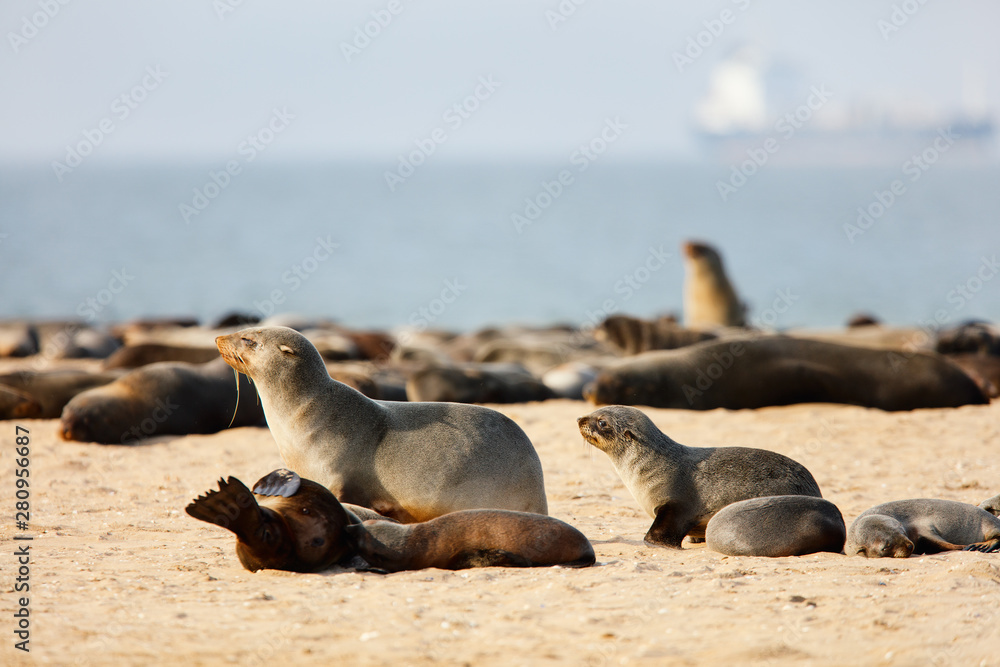 Fototapeta premium Seal colony in Namibia
