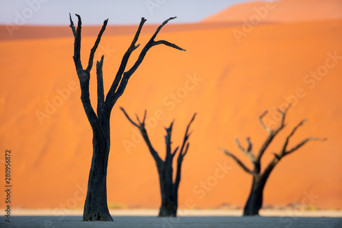 Fototapeta Naklejka Na Ścianę i Meble -  Dead camelthorn trees against red dunes