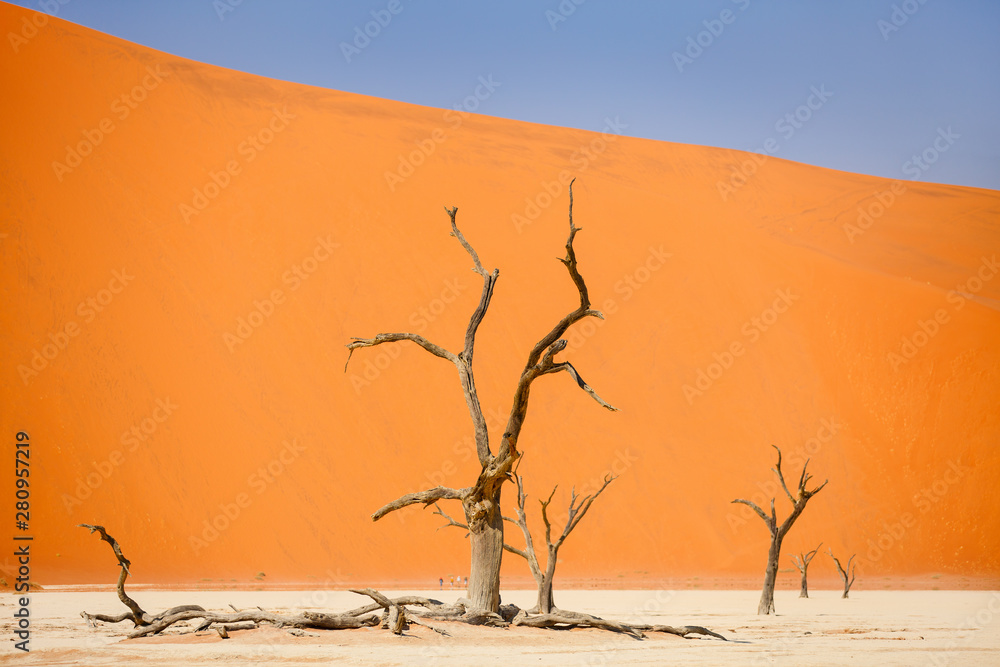 Dead camelthorn trees against red dunes Dead camelthorn trees against red dunes
