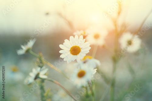 beautiful chamomile flowers, sunny meadow