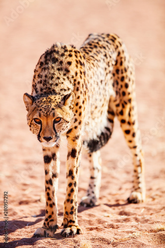 Close up of cheetah photo