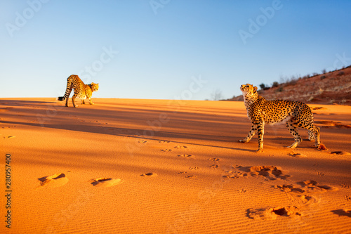 Two cheetahs in dunes
