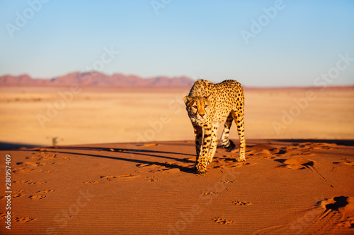 Cheetah in dunes