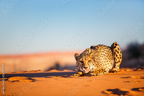 Carta da parati Cheetah in dunes