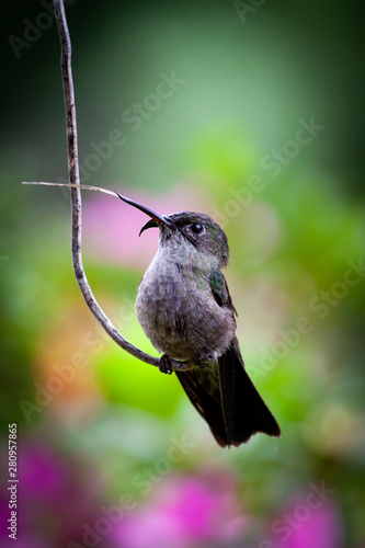 Fotografie Colibri