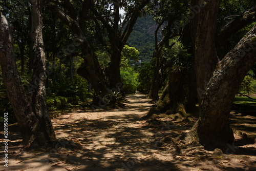 path in the forest