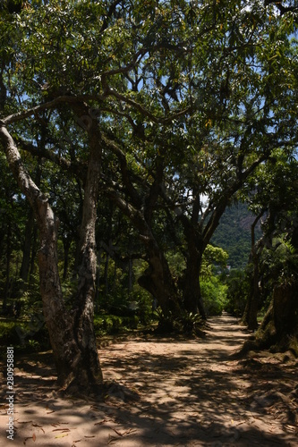 tree in forest