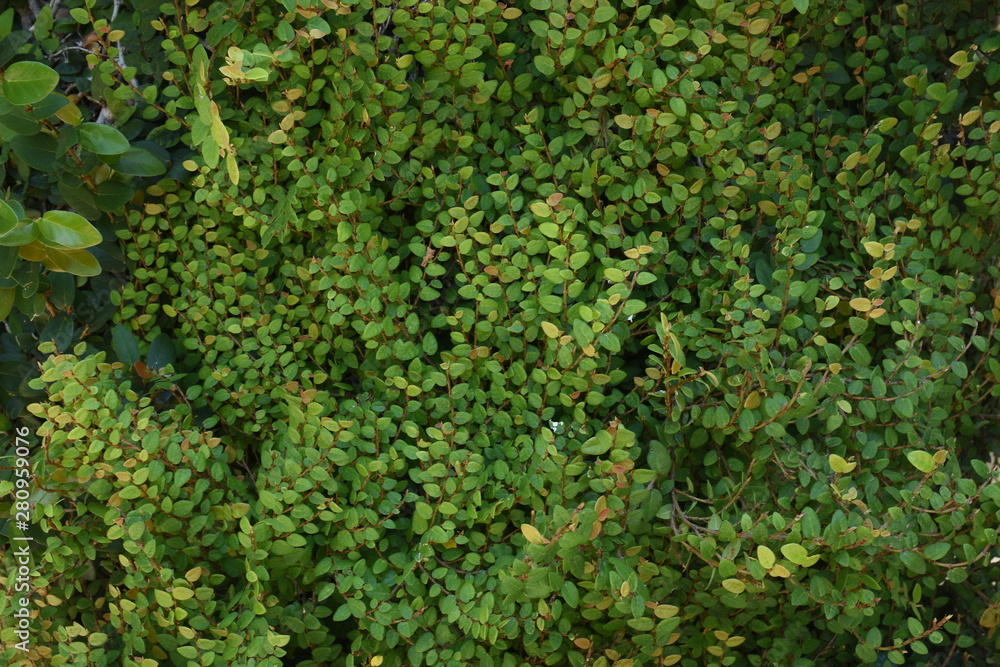 Naklejka premium ivy on the wall